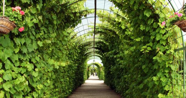 A framework for nature - a walkway created from vines growing over a designed trellis.