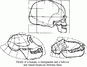 skull transformation